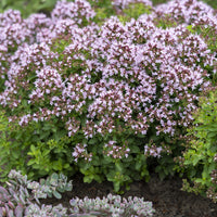 Siermarjolein - Origanum vulgare Compactum - Bakker