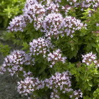 Siermarjolein - Bakker