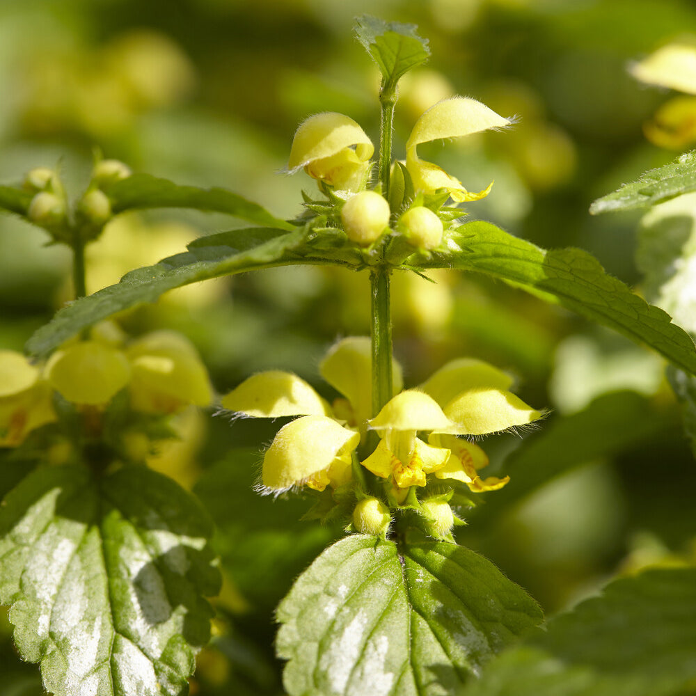 Lamiastrum galeobdolon Florentinum - Gele dovenetel Florentinum - Vaste planten