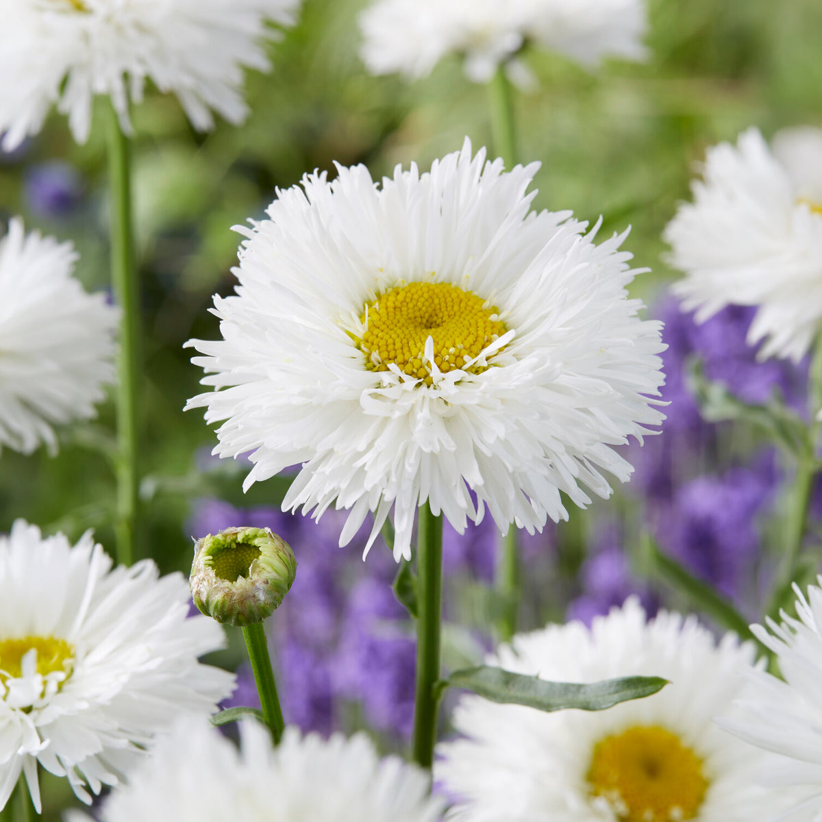 Margriet Laspider - Leucanthemum superbum laspider - Bakker