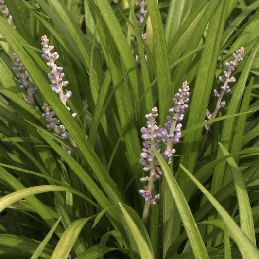 Leliegras spicata