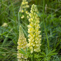 Lupine Chandelier (x3) - Lupinus polyphyllus Chandelier - Bakker