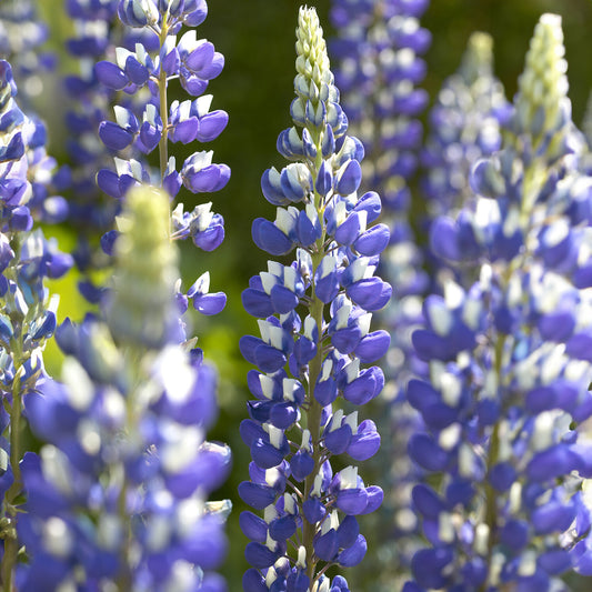 Lupine Le Gouverneur (x3)