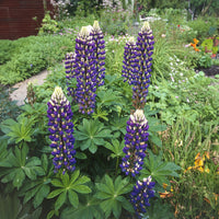Lupine Le Gouverneur - Lupinus The Governor - Bakker