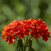 Koekoeksbloem Morgenrot - Bakker