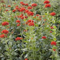 Lychnis chalcedonica - Koekoeksbloem Morgenrot - Vaste planten