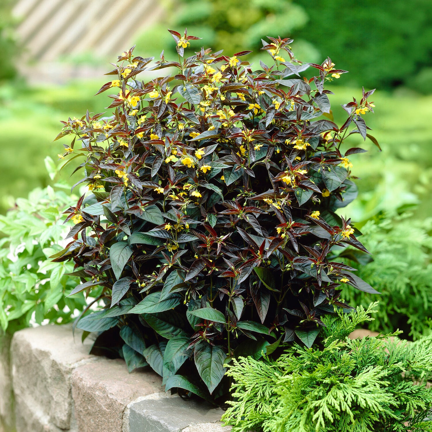 Wederik Firecracker - Bakker