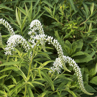 Wederik Chine - Lysimachia clethroides - Bakker