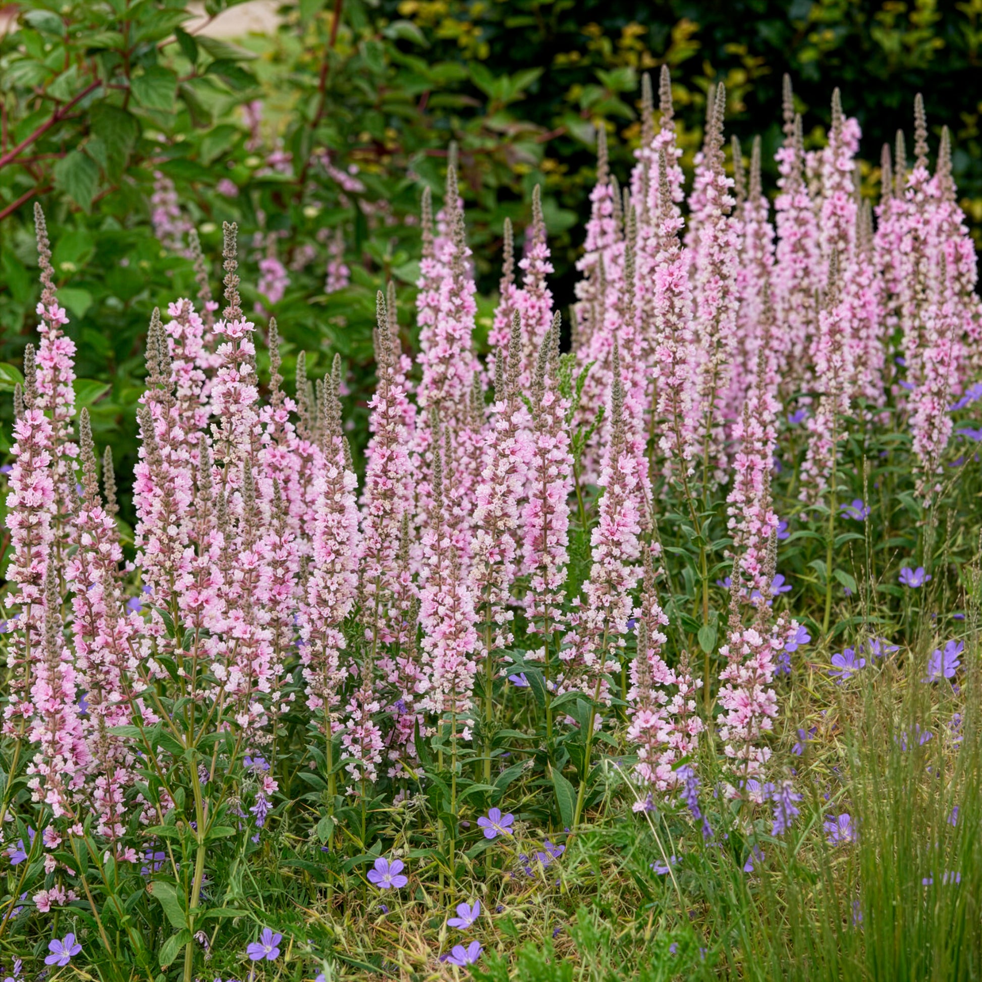 Kattenstaart Blush - Bakker