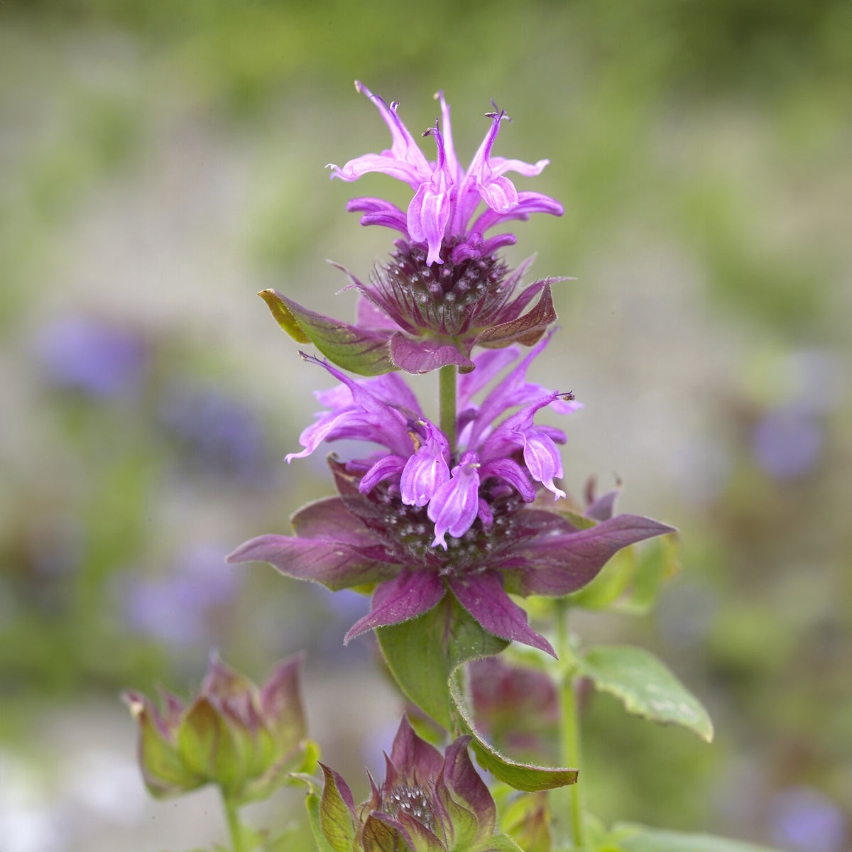 Bergamotplant Aquarius - Monarda aquarius - Bakker
