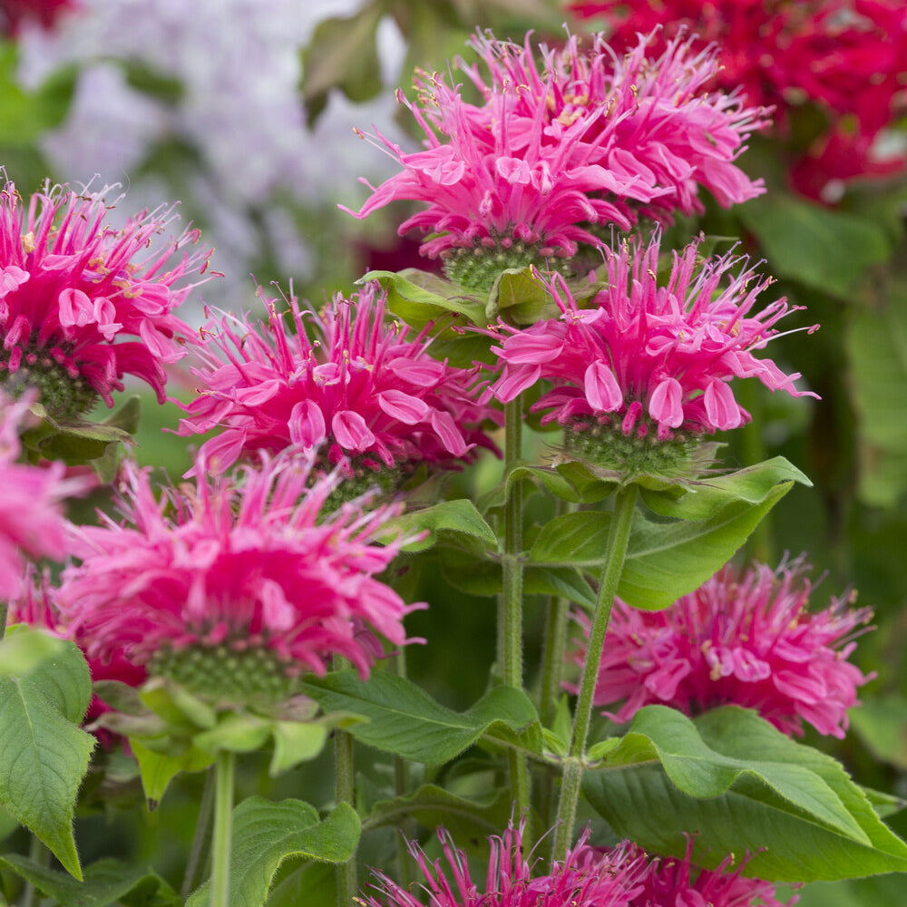 Bergamotplant Pink Lace - Bakker