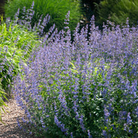 Kattekruid Six hills Giant - Nepeta faassenii six hills giant - Bakker