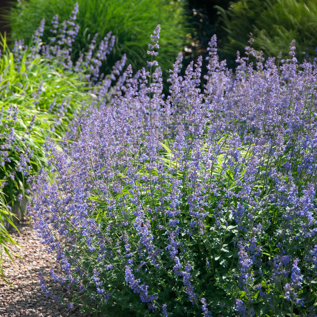 Kattekruid Six hills Giant - Nepeta faassenii six hills giant - Bakker