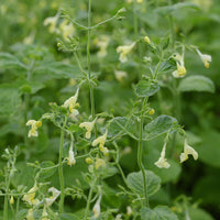 Kattenkruid - Nepeta govaniana - Bakker