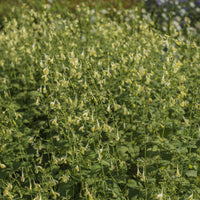 Nepeta govaniana - Kattenkruid - Nepeta