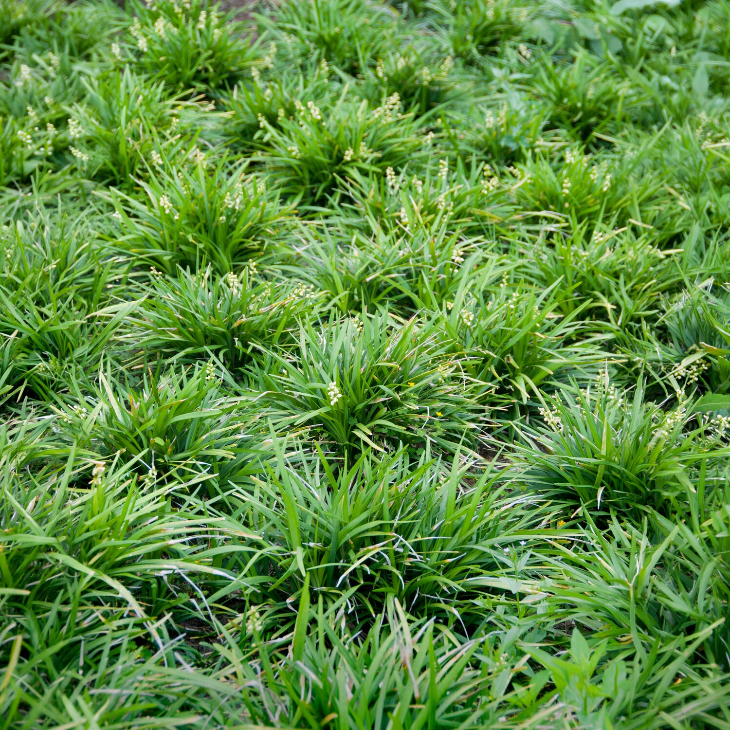 Slangenbaard - Ophiopogon planiscapus - Bakker