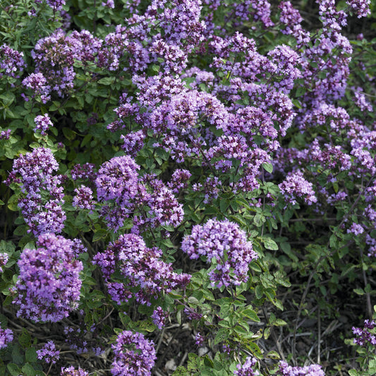 Siermarjolein Rosenkuppel - Bakker