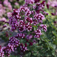 Siermarjolein Rosenkuppel - Origanum Rosenkuppel - Bakker