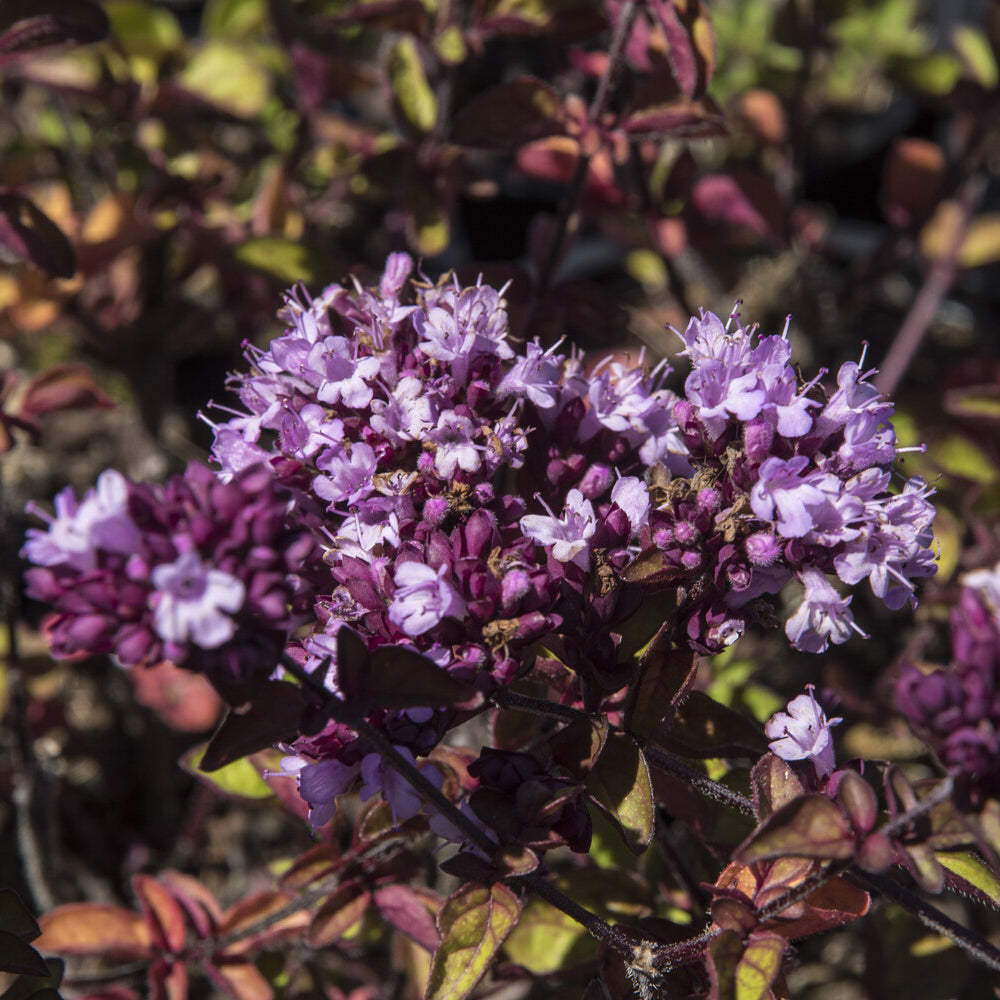 Origanum Rosenkuppel - Siermarjolein Rosenkuppel - Bloeiende vaste planten