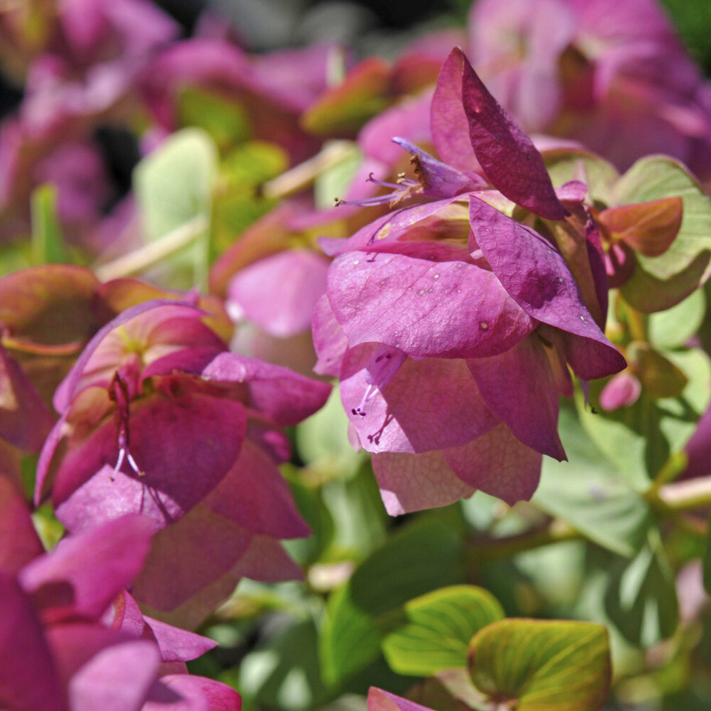 Vaste planten - Wilde marjolein 'Kent Beauty' - Origanum rotundifolium Kent Beauty