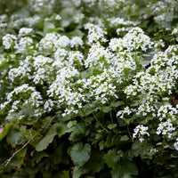 Kaukasische look zonder look - Vaste planten - Bakker