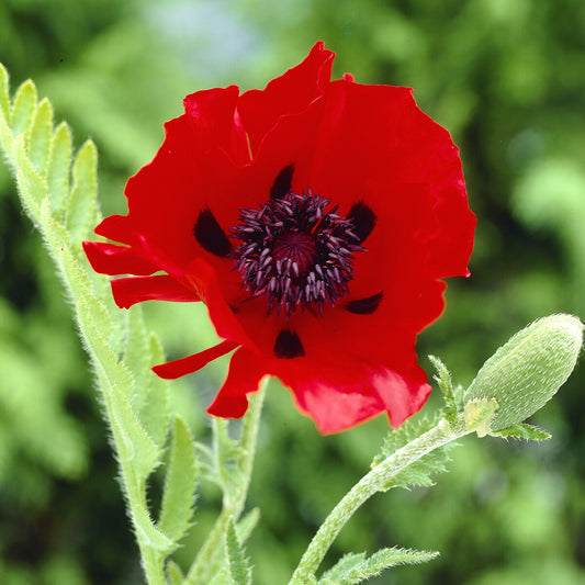 Oosterse klaproos 'Beauty of Livermere' (x3) - Bakker