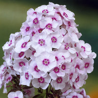 Vlambloem Europa - Phlox paniculata Europa - Bakker