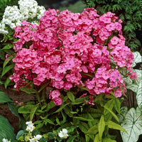 Vlambloem Rijnstroom - Phlox paniculata Rijnstroom - Bakker