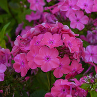Vlambloem Rijnstroom - Bakker