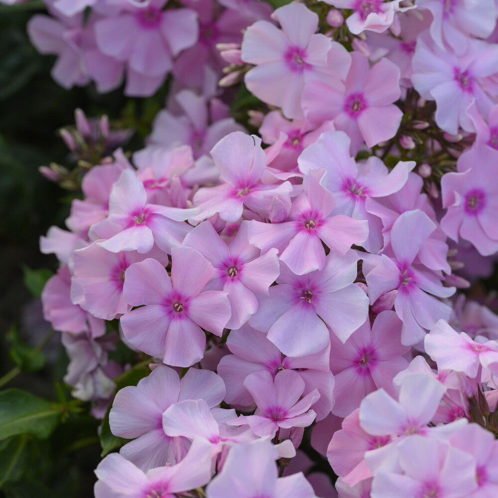 Phlox paniculata Rosa Pastell - Vlambloem Rosa Pastel - Phlox