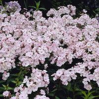 Phlox - Vlambloem Rosa Pastel - Phlox paniculata Rosa Pastell