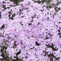 Vlambloem Candy Stripes - Phlox subulata Candy Stripes - Bakker