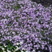 Phlox - Vlambloem Emerald Cushion Blue (x3) - Phlox subulata Emerald Cushion Blue