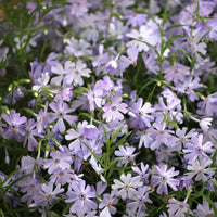 Verkoop Vlambloem Emerald Cushion Blue (x3) - Phlox subulata Emerald Cushion Blue