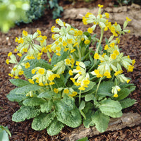 Primula veris - Sleutelbloems Coucou (x3) - Vaste planten