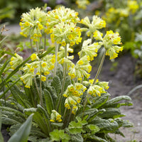 Vaste planten - Sleutelbloems Coucou (x3) - Primula veris