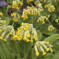 Sleutelbloems Coucou (x3) - Primula veris - Bakker