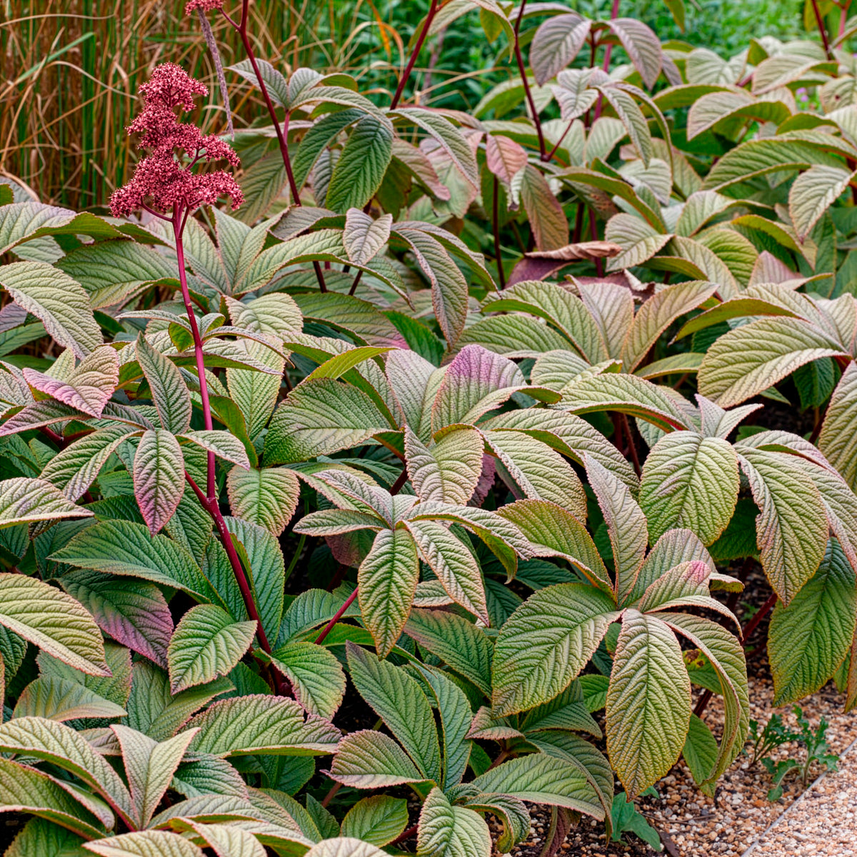 Rodgersia pinnata Chocolate Wings - Schout-bij-nacht Chocolate Wings - Rodgersia - Schoutblad