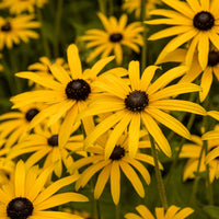 Rudbeckia fulgida deamii - Zonnehoed deamii (x3) - Rudbeckia