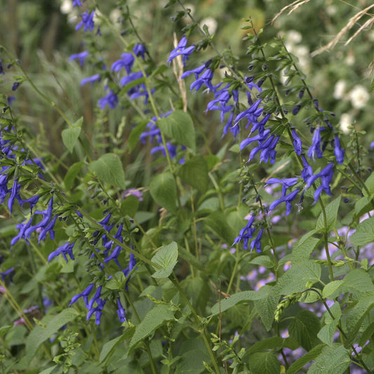 Siersalie Blue Enigma - Bakker