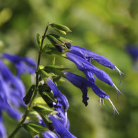 Siersalie Blue Enigma - Salvia guaranitica Blue Enigma - Bakker