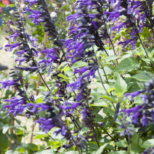 Siersalie Amistad - Bakker