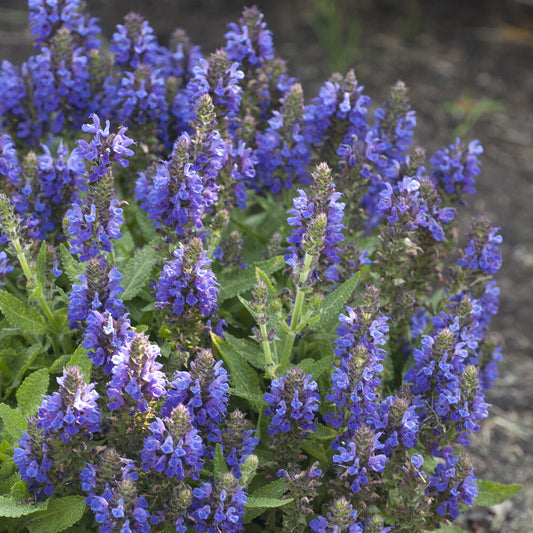 Siersalie Marcus - Bakker