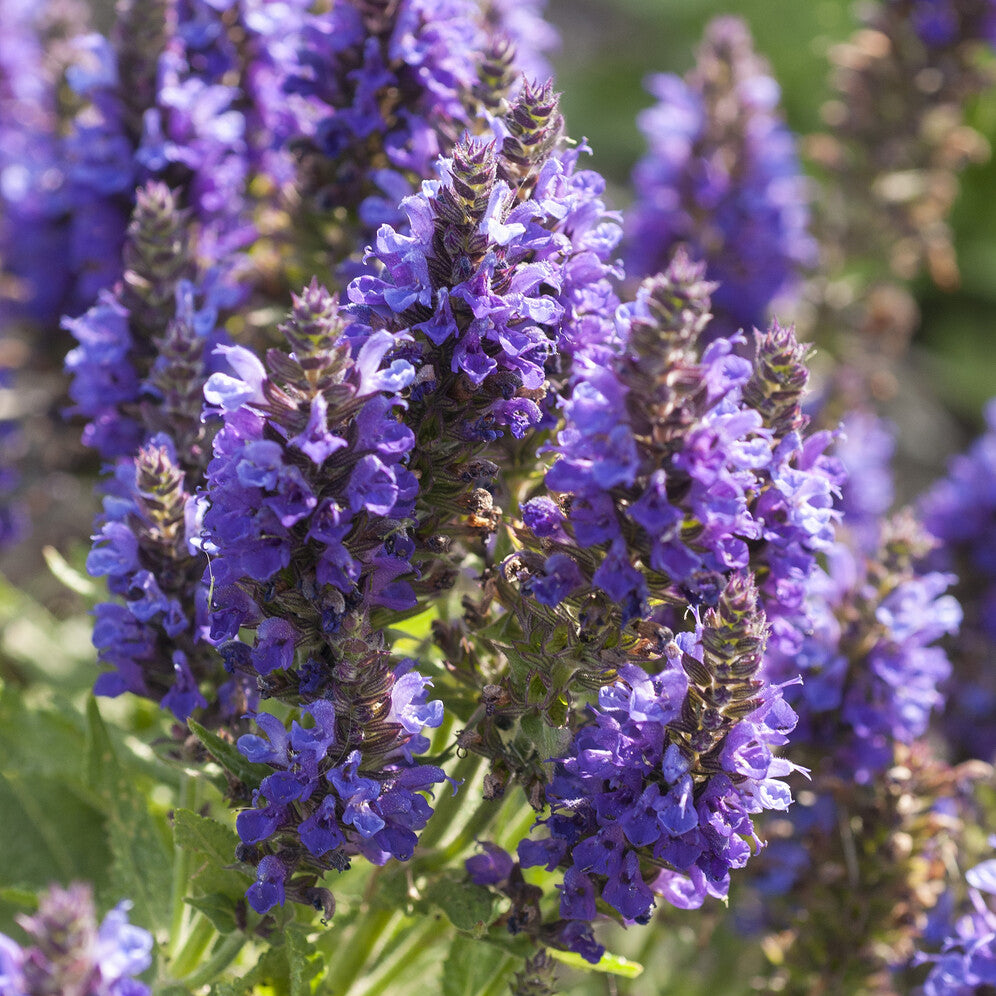 Salvia nemorosa Marcus Haeumanarc - Siersalie Marcus - Salie