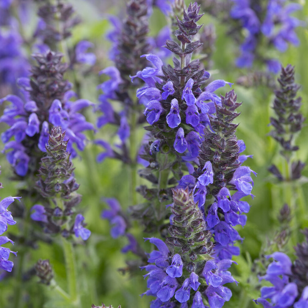 Siersalie Marcus - Salvia nemorosa Marcus Haeumanarc - Bakker