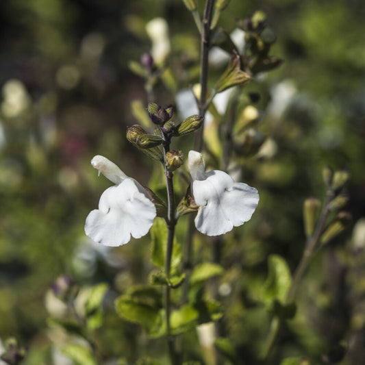 Siersalie Gletsjer - Bakker