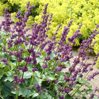 Siersalie verticillée Purple Rain - Bakker