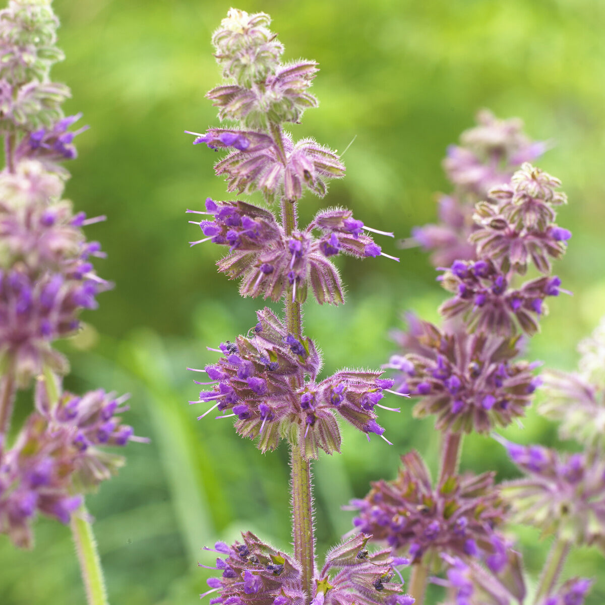 Salvia verticillata Purple Rain - Siersalie verticillée Purple Rain - Salie