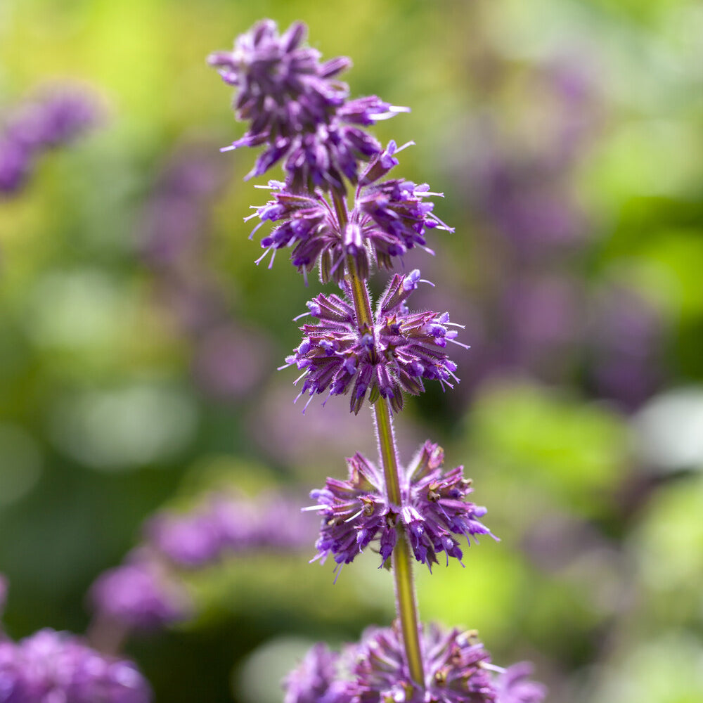 Siersalie verticillée Purple Rain - Salvia verticillata Purple Rain - Bakker