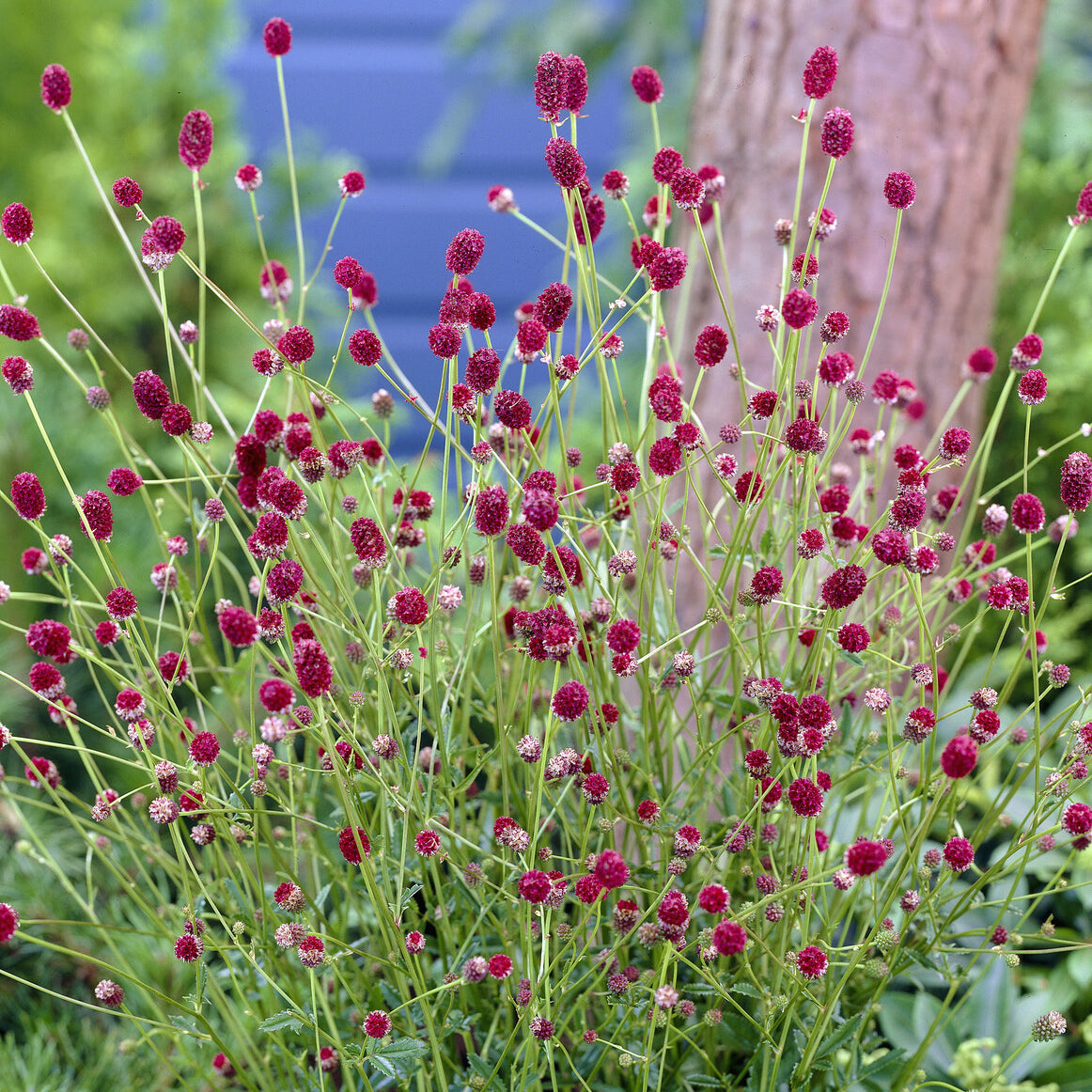 Pimpernel Tanna - Sanguisorba officinalis Tanna - Bakker